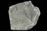 Rough, Agatized Dinosaur Bone ( Ounces) - Colorado #108441-2
